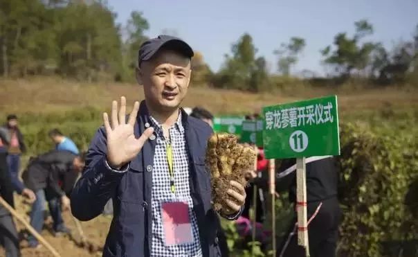 野山药怎么种植技术_种植野山药周期多长_野生山药怎么种