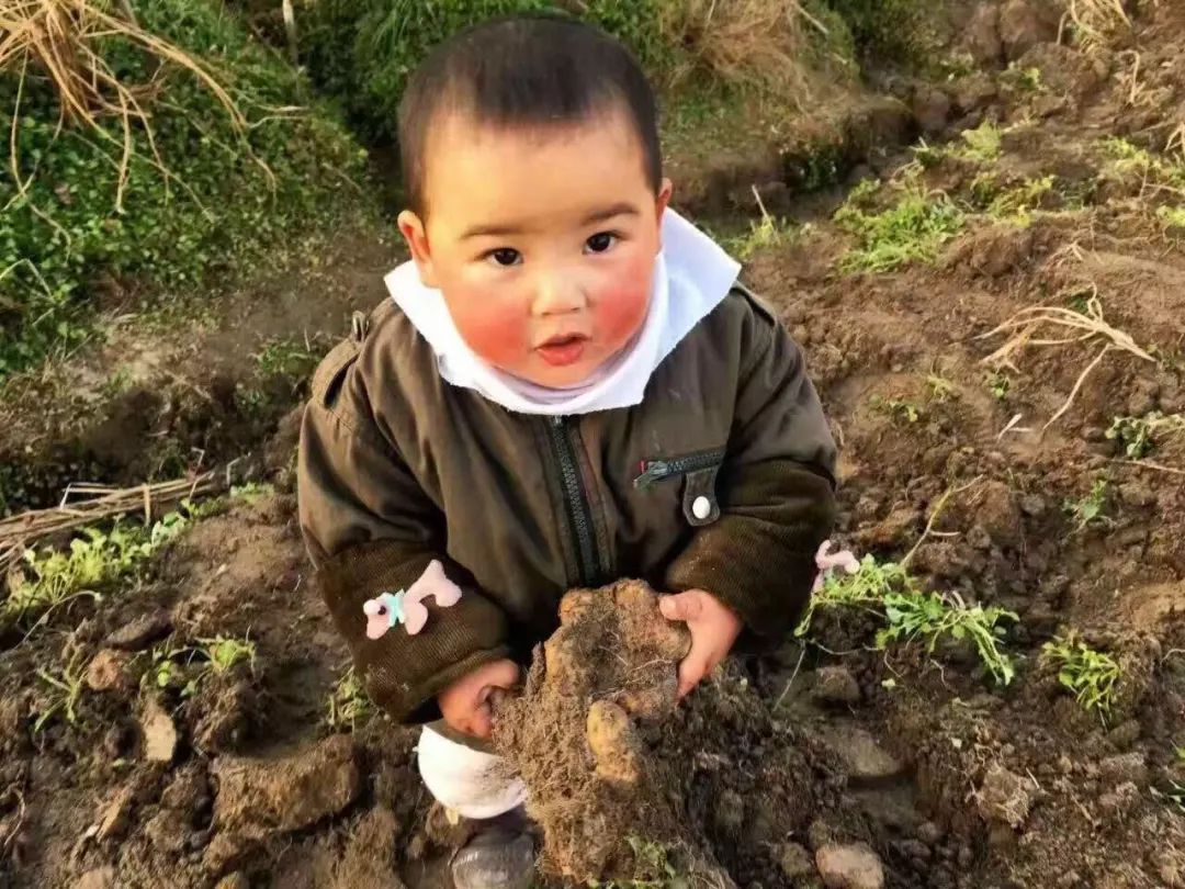 野生山药怎么种_种植野山药周期多长_野山药怎么种植技术