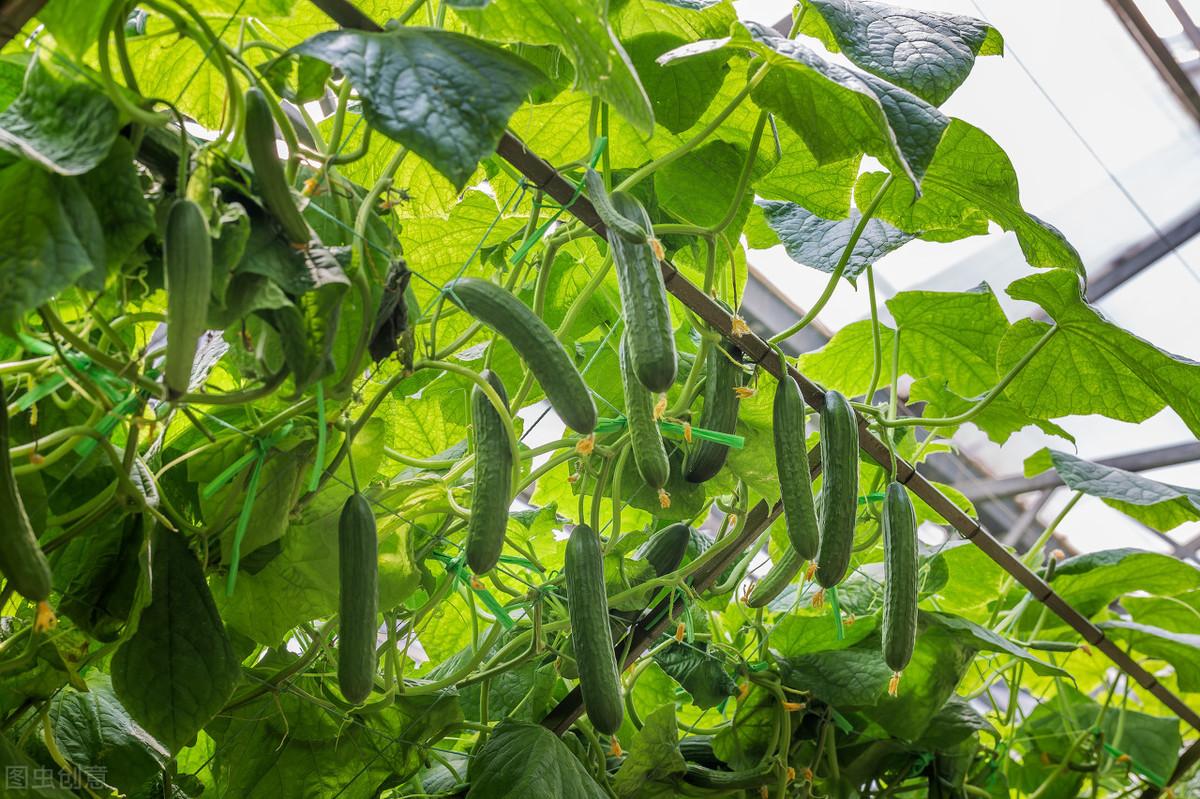 致富种植业_致富种植专业合作社_怎样种植致富