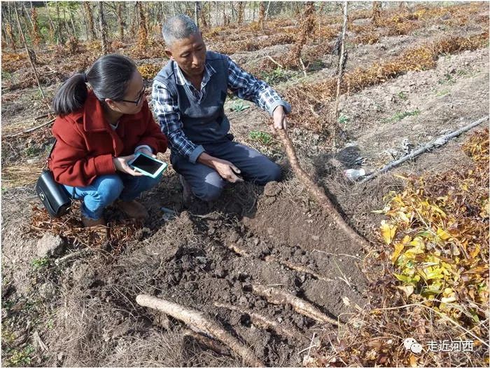 野山药怎么种植技术_野生山药种植技术视频_种植野山药周期多长