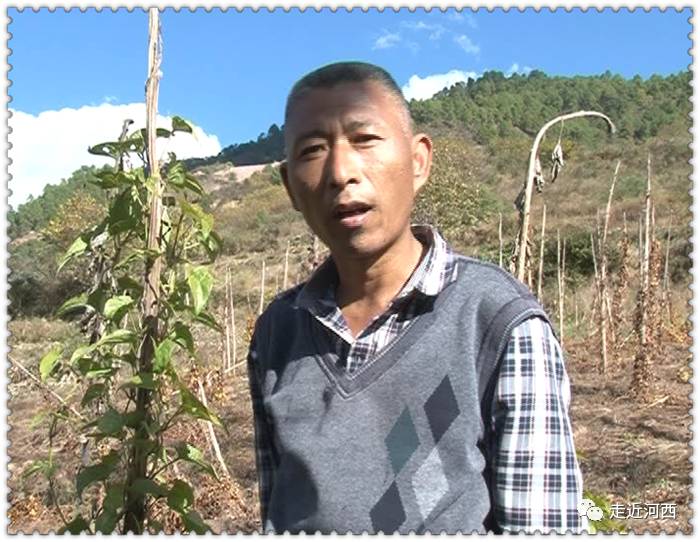 种植野山药周期多长_野山药怎么种植技术_野生山药种植技术视频