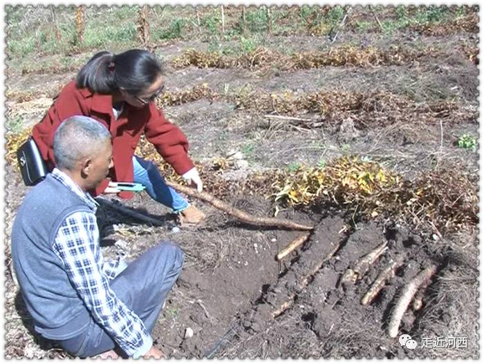 野生山药种植技术视频_种植野山药周期多长_野山药怎么种植技术