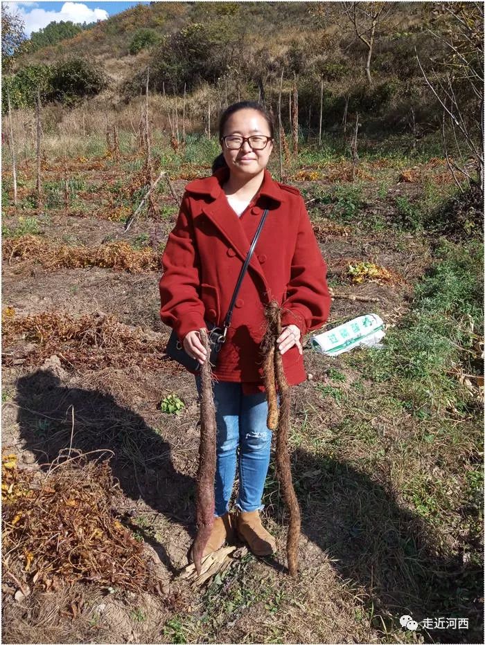 种植野山药周期多长_野生山药种植技术视频_野山药怎么种植技术