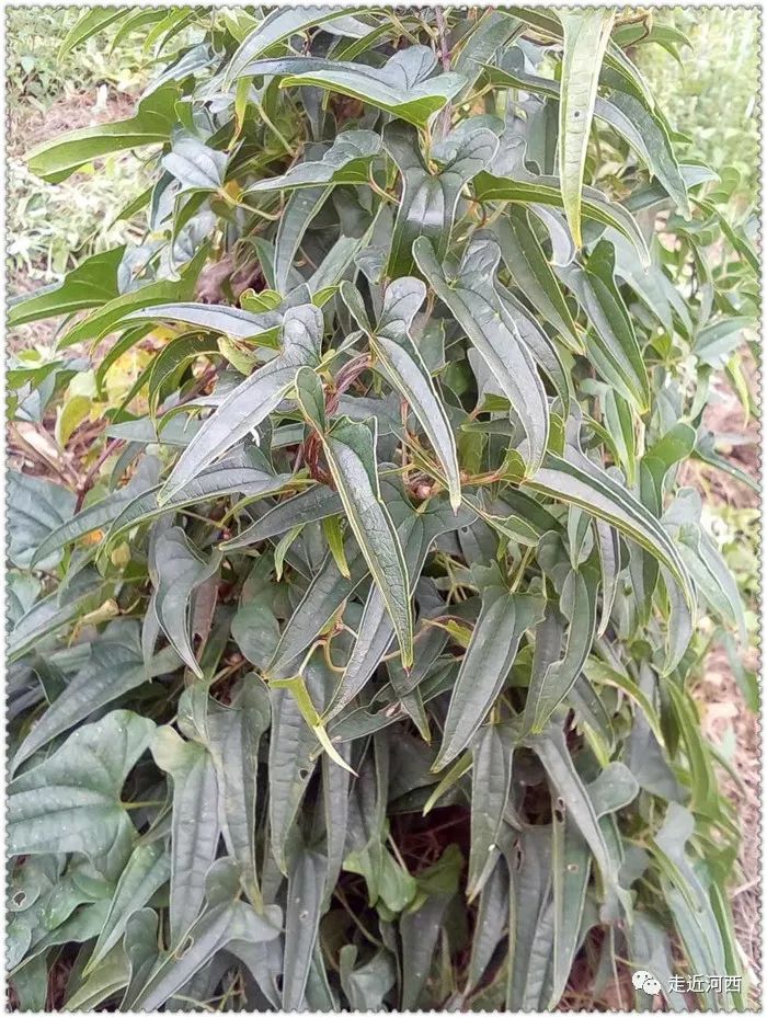 野山药怎么种植技术_野生山药种植技术视频_种植野山药周期多长