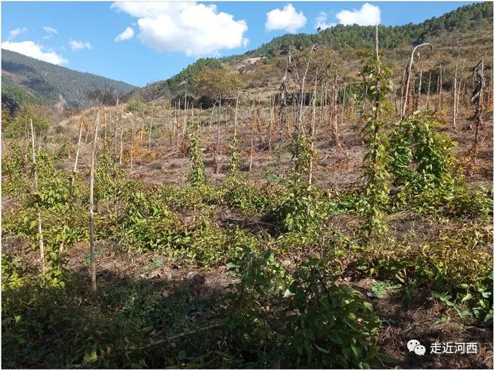 种植野山药周期多长_野生山药种植技术视频_野山药怎么种植技术