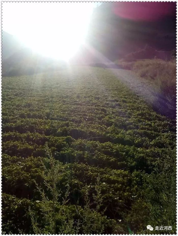 种植野山药周期多长_野生山药种植技术视频_野山药怎么种植技术