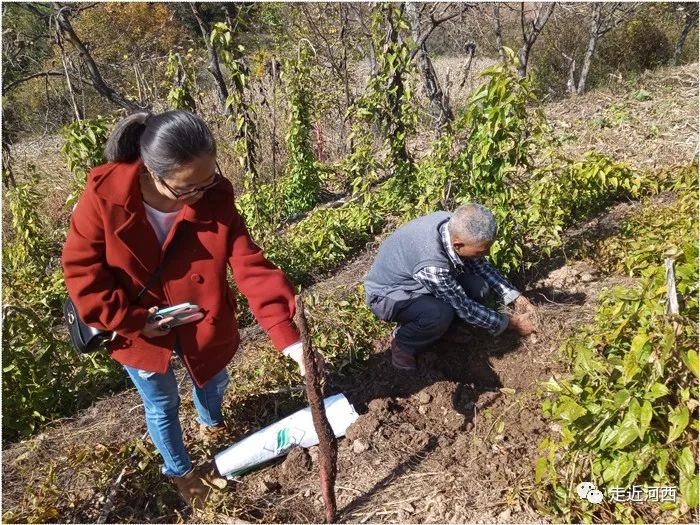 野生山药种植技术视频_野山药怎么种植技术_种植野山药周期多长