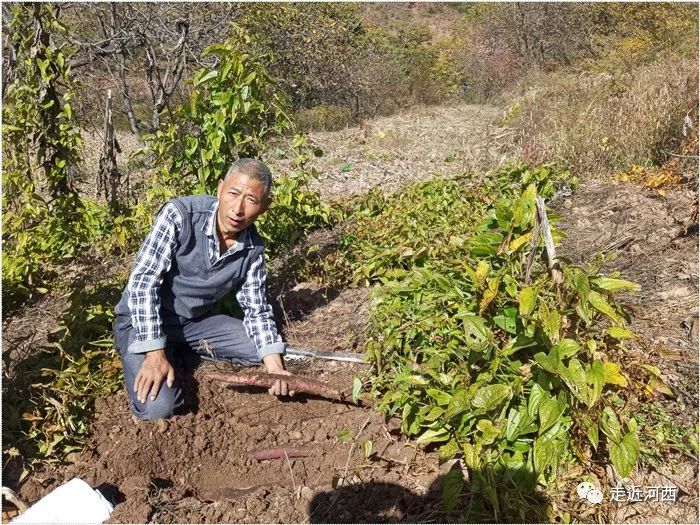 野山药怎么种植技术_野生山药种植技术视频_种植野山药周期多长