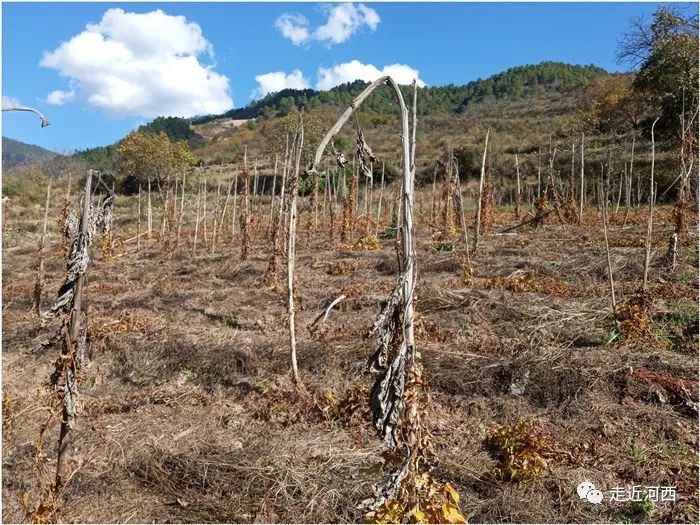 野生山药种植技术视频_种植野山药周期多长_野山药怎么种植技术