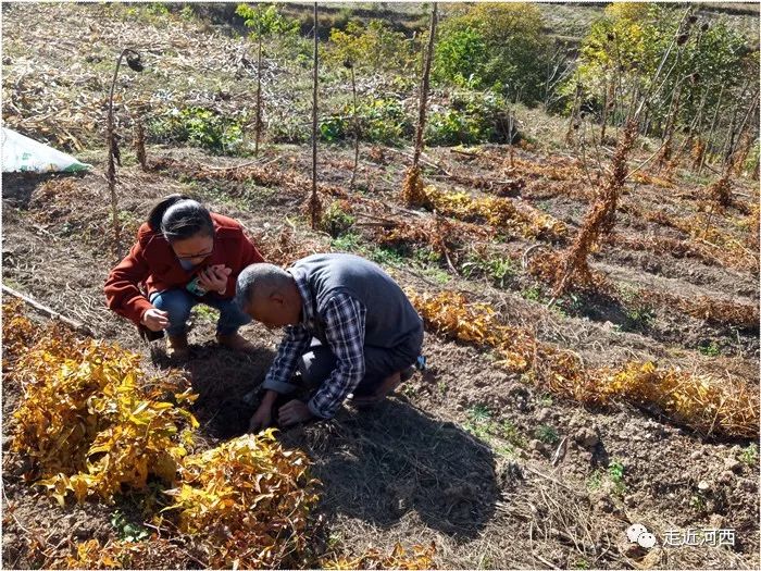 种植野山药周期多长_野山药怎么种植技术_野生山药种植技术视频