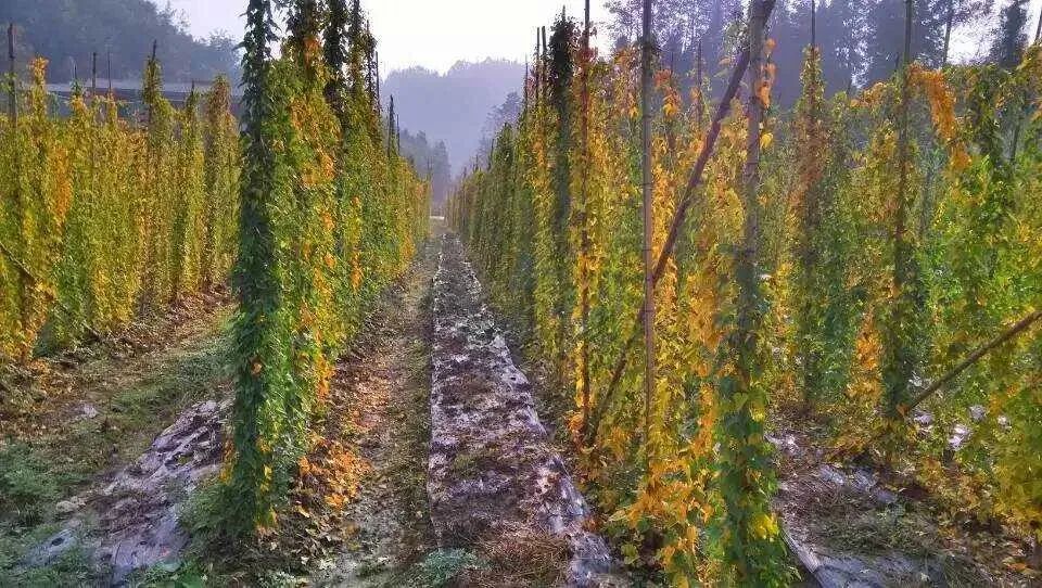 野生山药种植技术视频_野生山药怎么种_野山药怎么种植技术