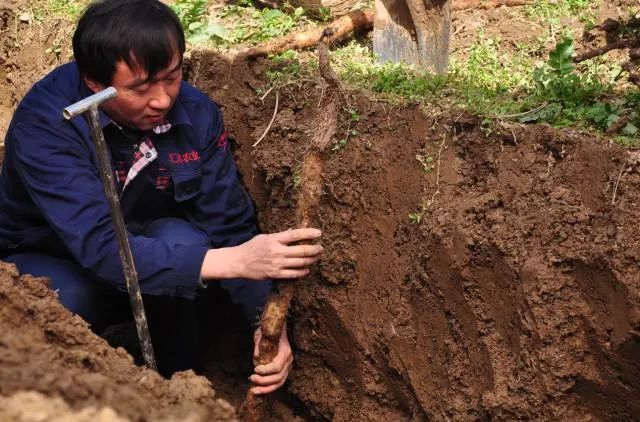 野山药怎么种植技术_野生山药怎么种_野生山药种植技术视频