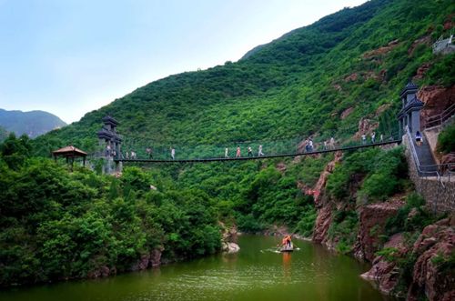 种植野山药周期多长_野山药怎么种植技术_野生山药怎么种