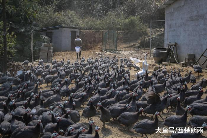 软件工程师回深山老家养珍珠鸡 没想到翅膀硬了飞走一小半