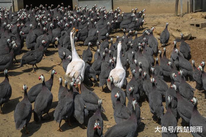 软件工程师回深山老家养珍珠鸡 没想到翅膀硬了飞走一小半