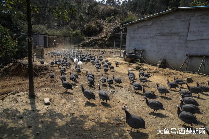 软件工程师回深山老家养珍珠鸡 没想到翅膀硬了飞走一小半