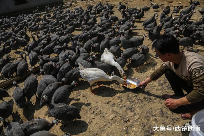 软件工程师回深山老家养珍珠鸡 没想到翅膀硬了飞走一小半