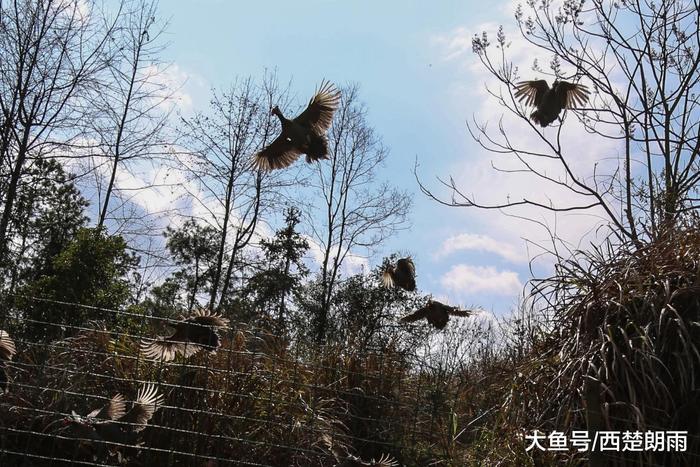 软件工程师回深山老家养珍珠鸡 没想到翅膀硬了飞走一小半