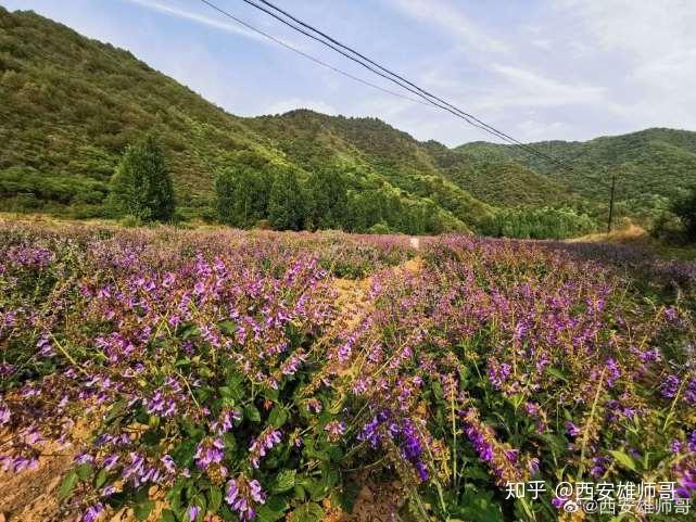 种植蔬菜报道_乡镇蔬菜种植户致富新闻_乡镇蔬菜种植简报