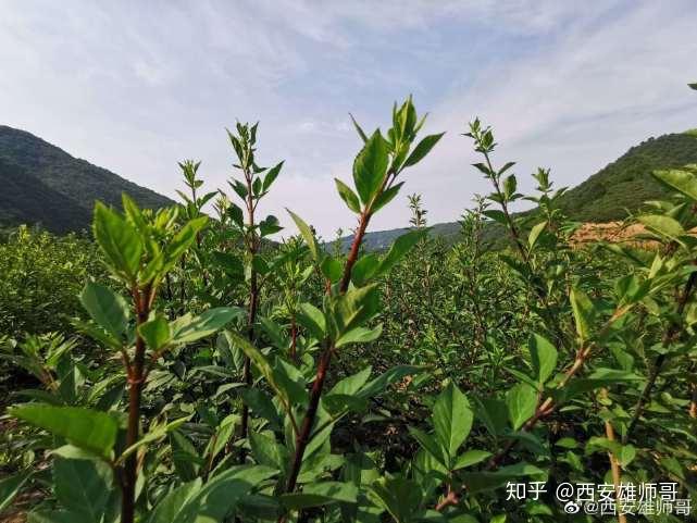 种植蔬菜报道_乡镇蔬菜种植简报_乡镇蔬菜种植户致富新闻