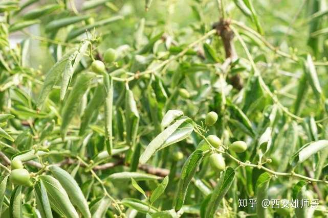 乡镇蔬菜种植户致富新闻_种植蔬菜报道_乡镇蔬菜种植简报