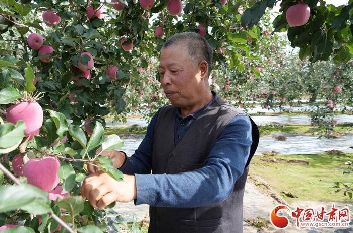 苹果种植致富故事_致富种植苹果故事_致富种植苹果故事简介