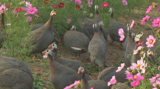 珍珠鸡、羊、草鱼...把它们都养在花田里，不会炸吗？