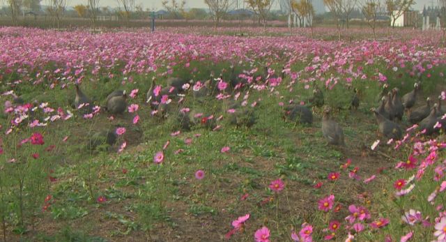 农业节目致富经养殖鸡视频_珍珠鸡致富经视频_致富经养珍珠鸡栏目