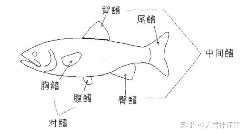 如何养红鲫鱼_家养红鲫鱼_红鲫鱼养殖技术