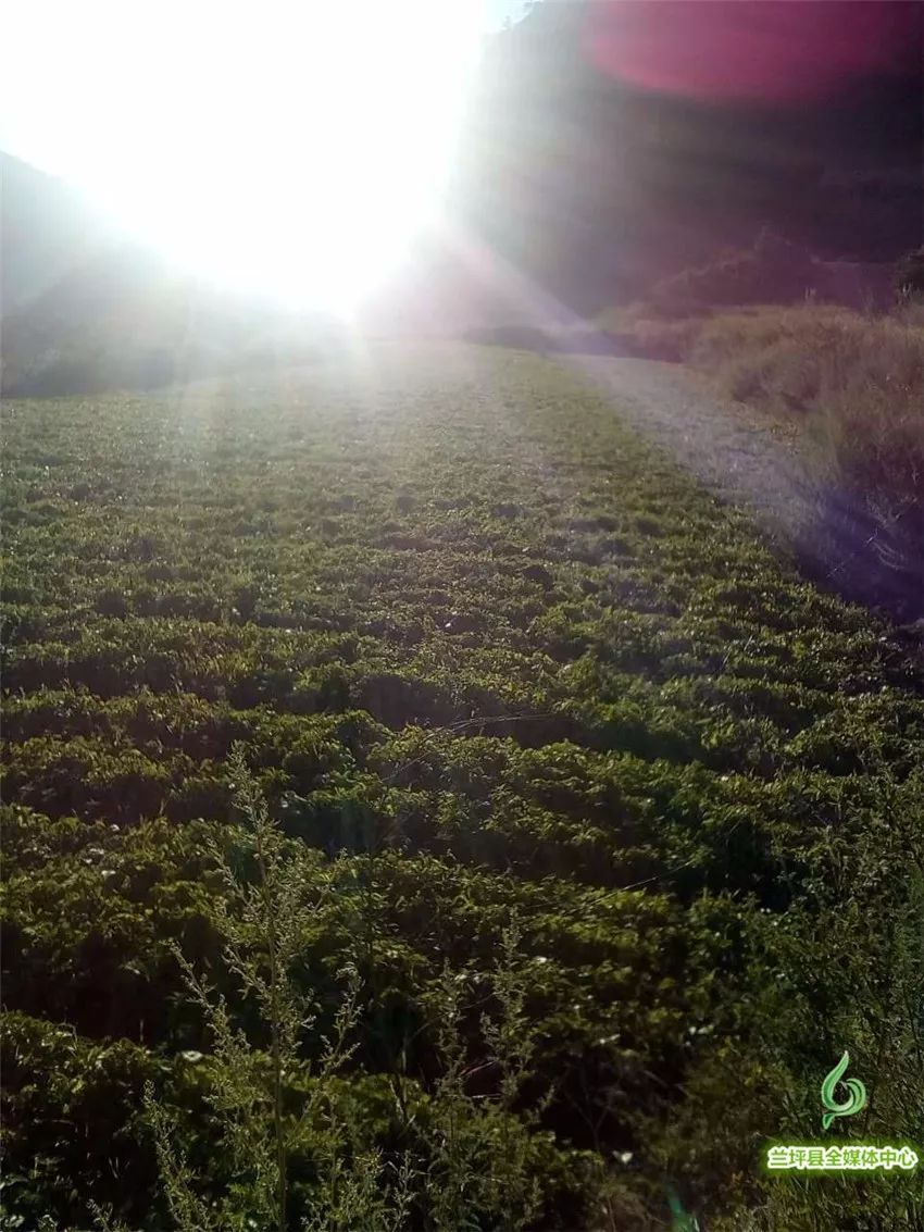 白山药紫山药  六个品种试种成功