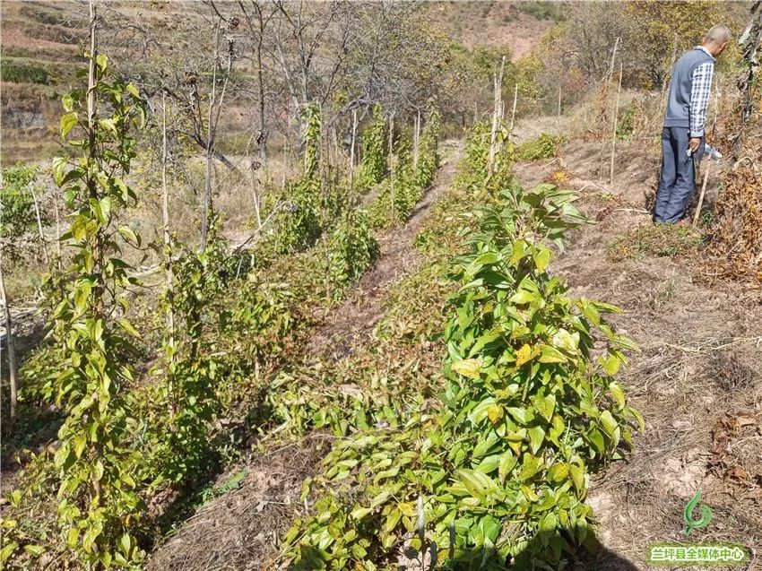 野山药怎么种植技术_野生山药怎么种_种植野山药周期多长