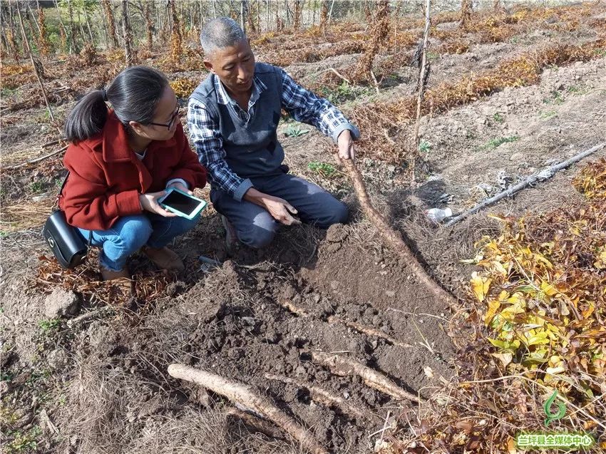 野生山药怎么种_种植野山药周期多长_野山药怎么种植技术