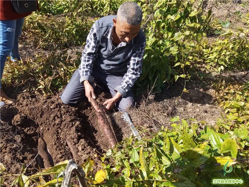 野生山药怎么种_野山药怎么种植技术_种植野山药周期多长