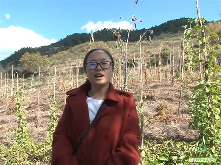 野生山药怎么种_种植野山药周期多长_野山药怎么种植技术