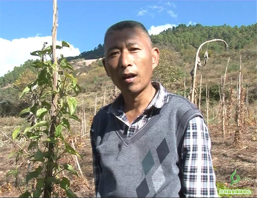 种植野山药周期多长_野山药怎么种植技术_野生山药怎么种