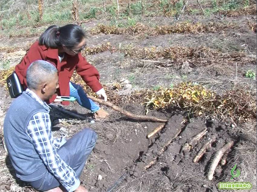 种植野山药周期多长_野生山药怎么种_野山药怎么种植技术