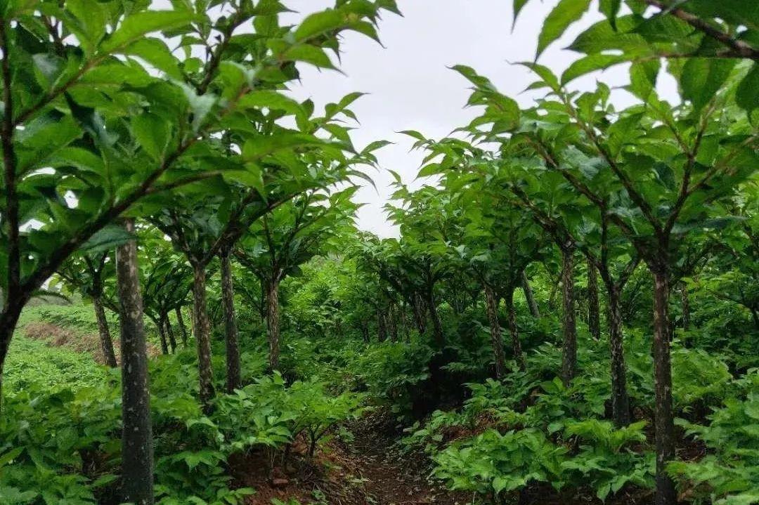 致富种植专业合作社_怎样种植致富_致富种植视频全集