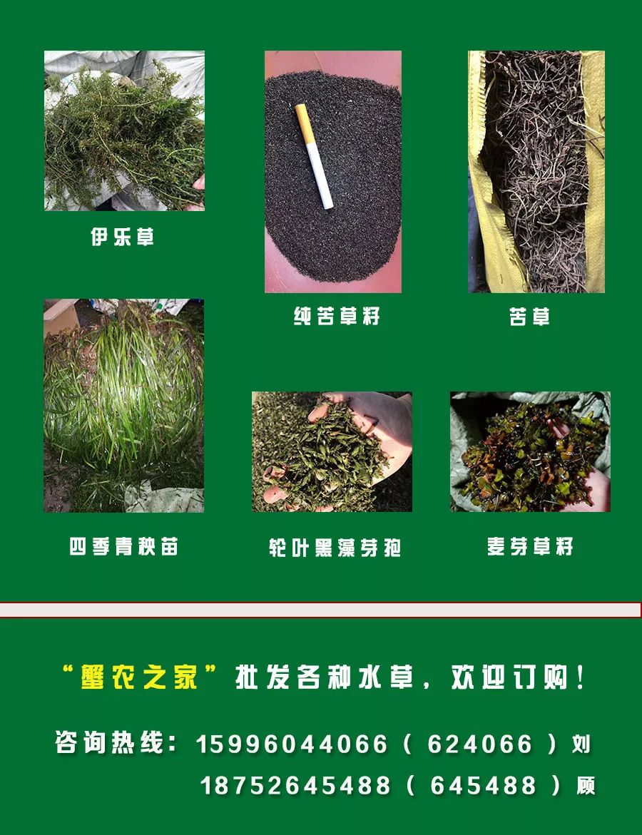 伊乐藻的种植技术_伊乐藻种植视频_藻种的使用