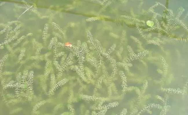 伊乐藻种植视频_藻种的使用_伊乐藻的种植技术