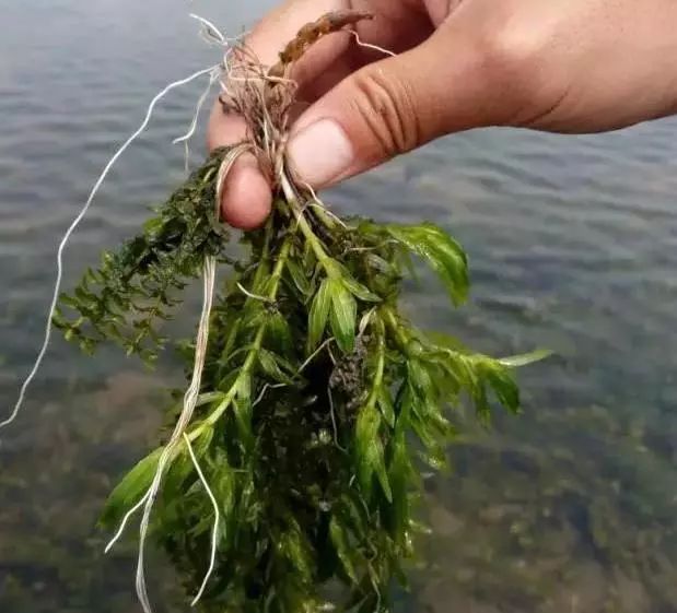 伊乐藻种植视频_伊藻草怎么种出来_伊乐藻的种植技术