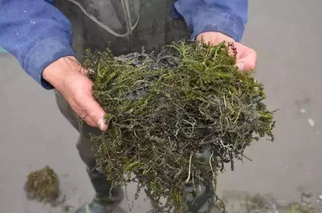 伊乐藻的种植技术_伊藻草怎么种出来_伊乐藻种植视频