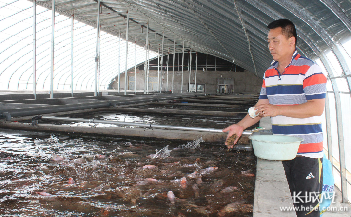 红鲷鱼“游”进阜平小山洼