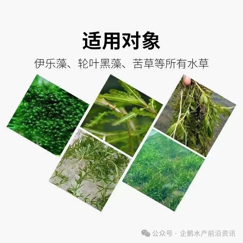 伊乐藻的种植技术_伊乐藻种植视频_藻种的使用