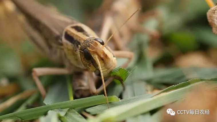 大蝗虫养殖技术视频_2021养殖蝗虫的前景_视频养殖蝗虫技术大全图片