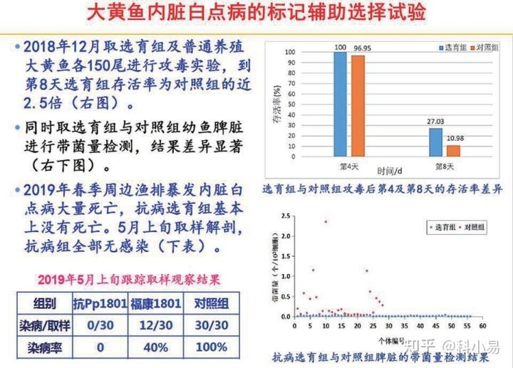 致富经岛大黄鱼养殖_致富经野生大黄鱼_致富经养黄颡鱼视频全集