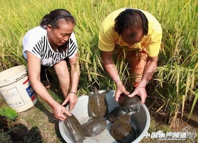 甲鱼养殖投资多少钱_重庆甲鱼养殖_致富经巫溪甲鱼养殖