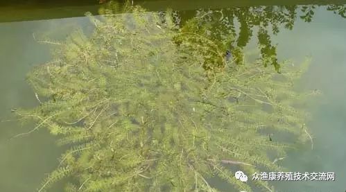 伊乐藻种植视频_伊乐藻的种植技术_藻种的使用