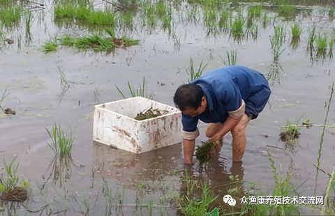 藻种的使用_伊乐藻种植视频_伊乐藻的种植技术