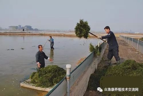 藻种的使用_伊乐藻的种植技术_伊乐藻种植视频