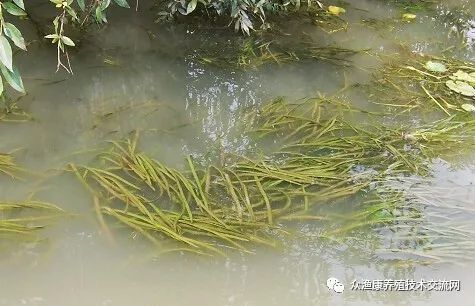 伊乐藻种植视频_伊乐藻的种植技术_藻种的使用